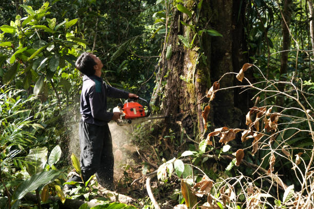 Reliable Rainbow Lakes, NJ Tree Care  Solutions