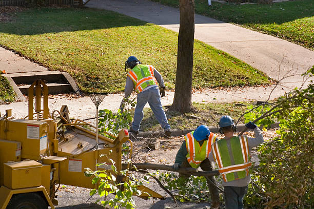 How Our Tree Care Process Works  in  Rainbow Lakes, NJ